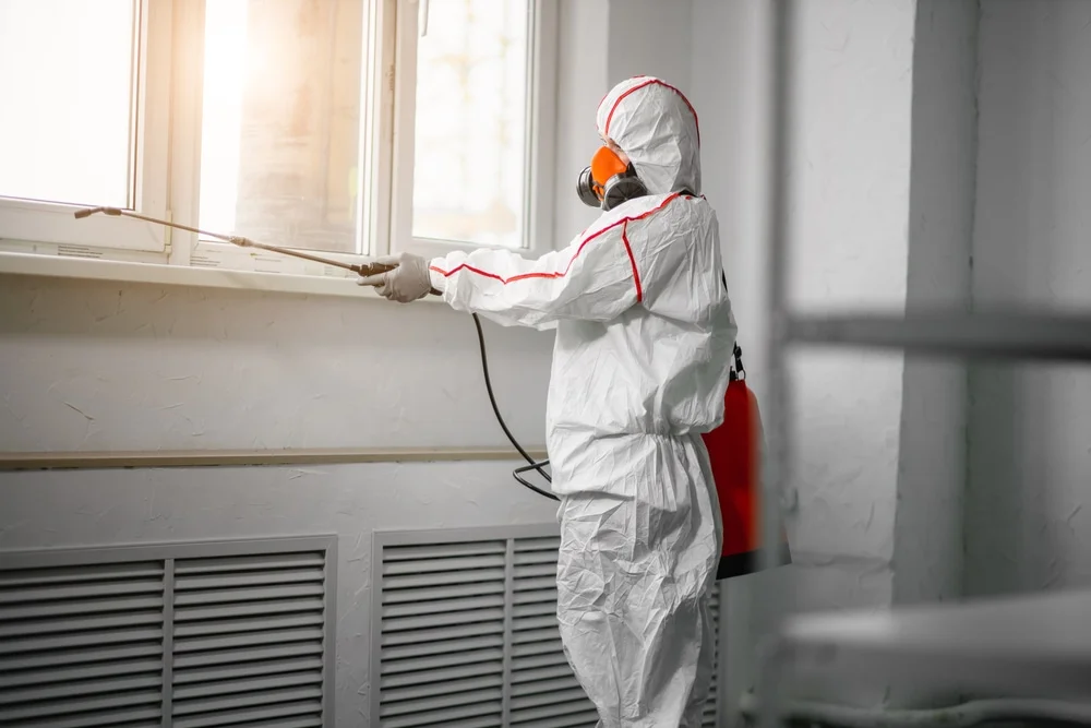 Professional mold remediation services in Thompson, CT
